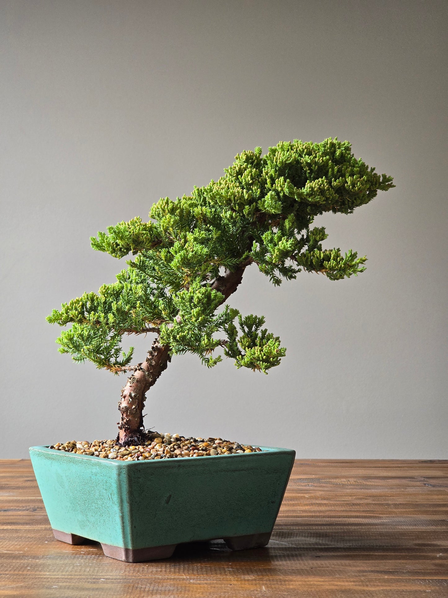 Large Juniper Bonsai