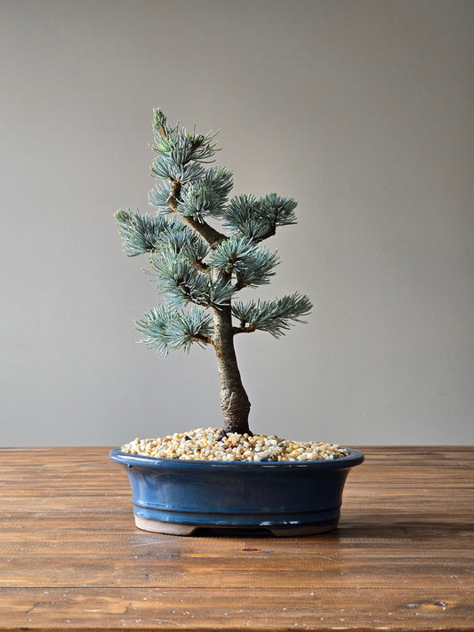 Atlantic Blue Cedar Bonsai #01