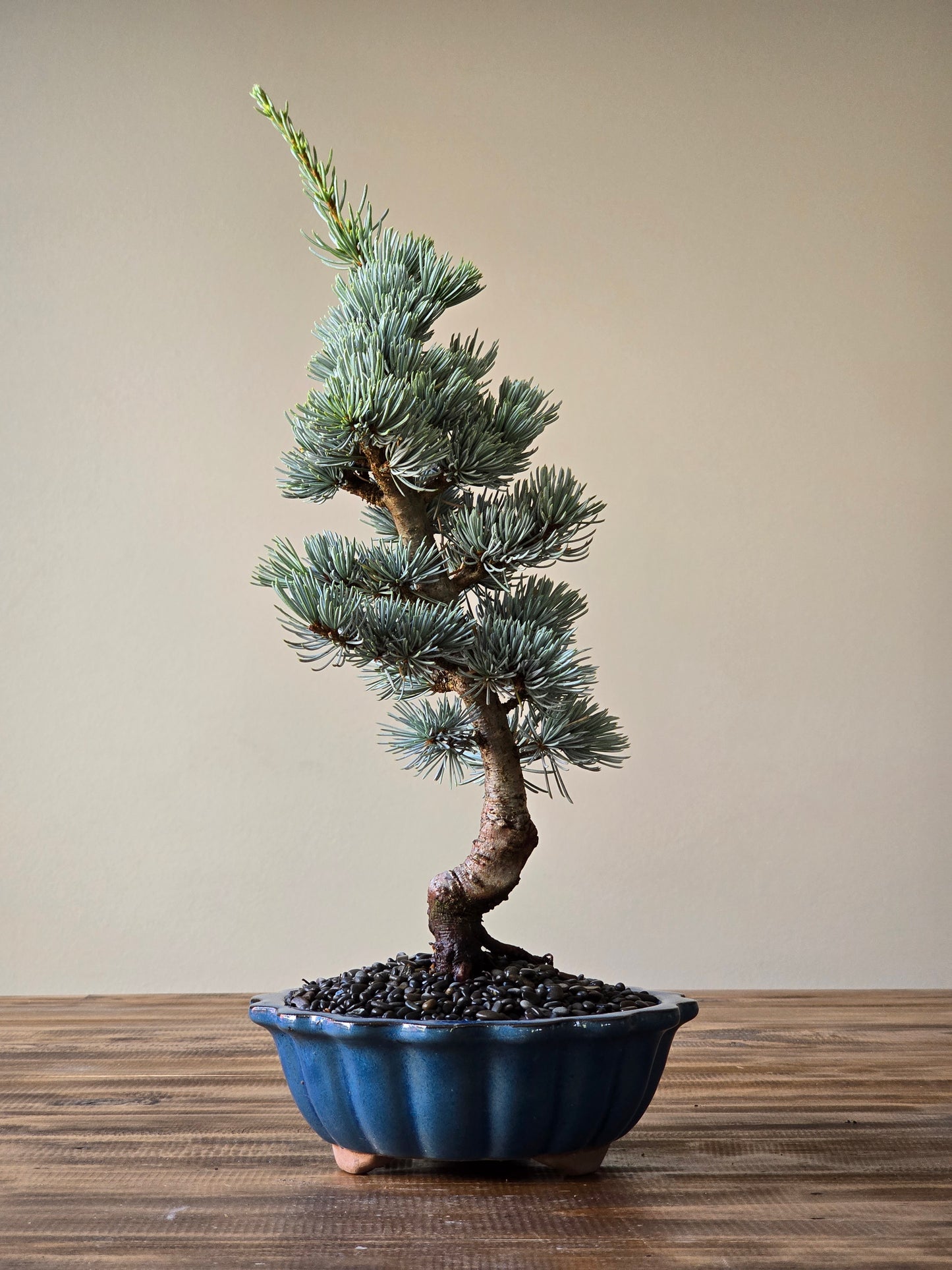 Atlantic Blue Cedar Bonsai #02