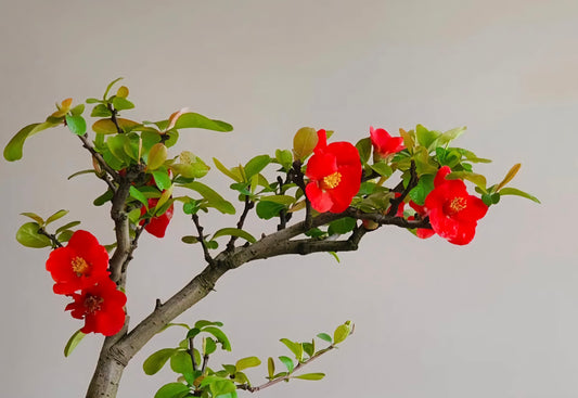 Advanced Quince Bonsai, handmade pot