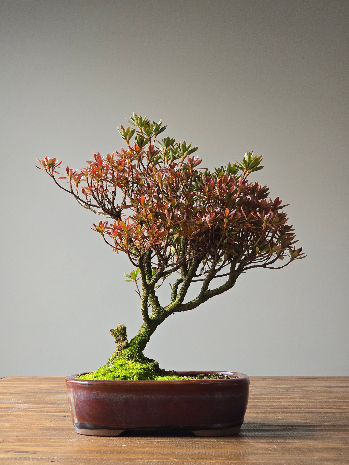 Azalea Bonsai