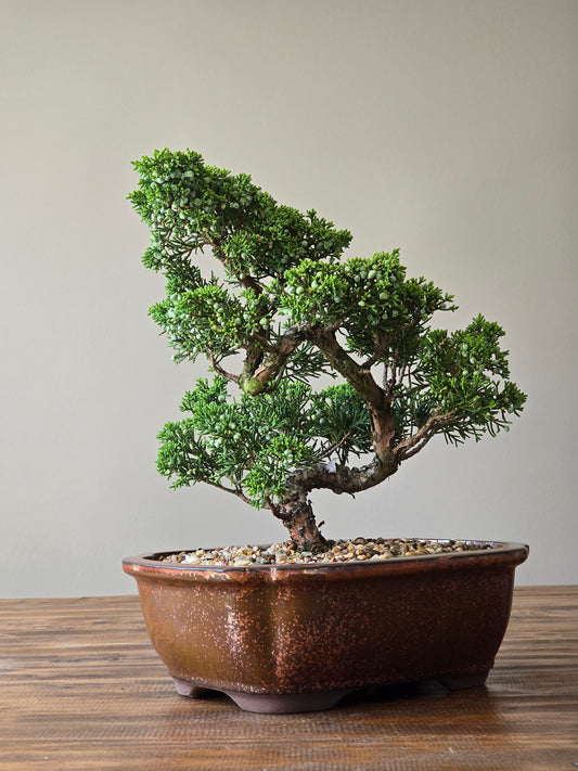 Shimpaku Juniper Bonsai PICKUP ONLY