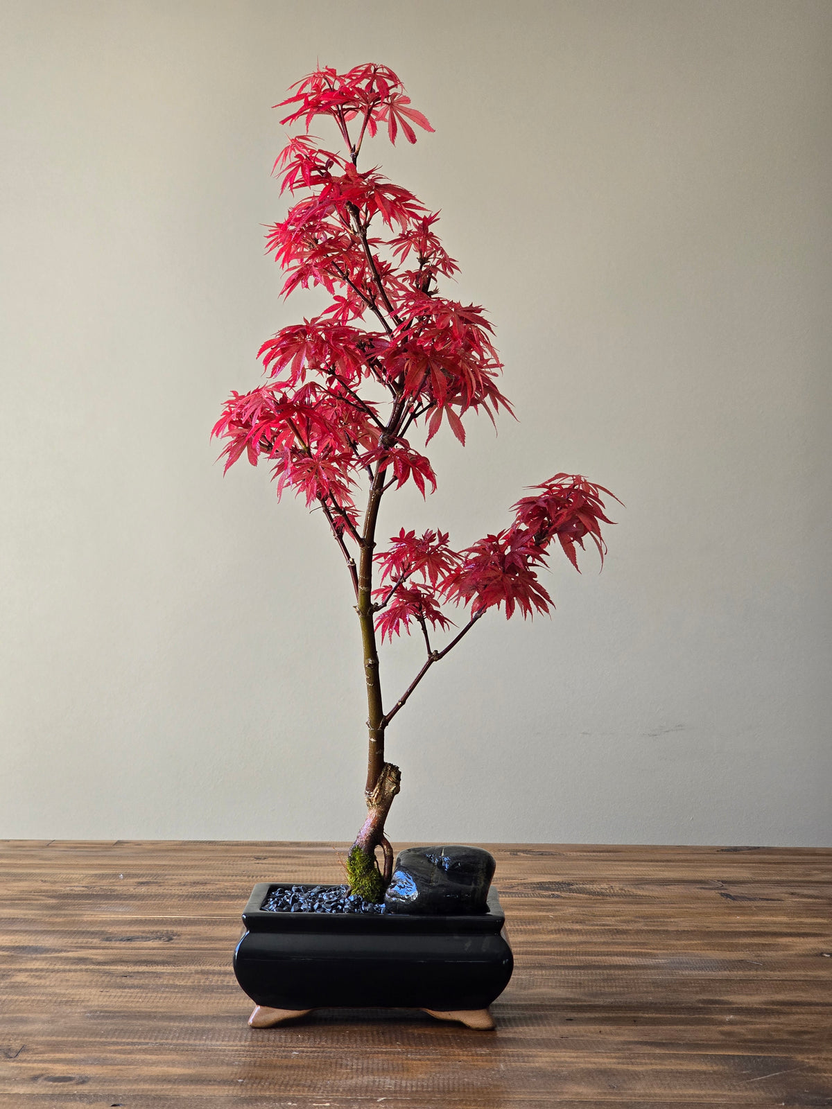 Skeeter's Broom Japanese Maple Bonsai