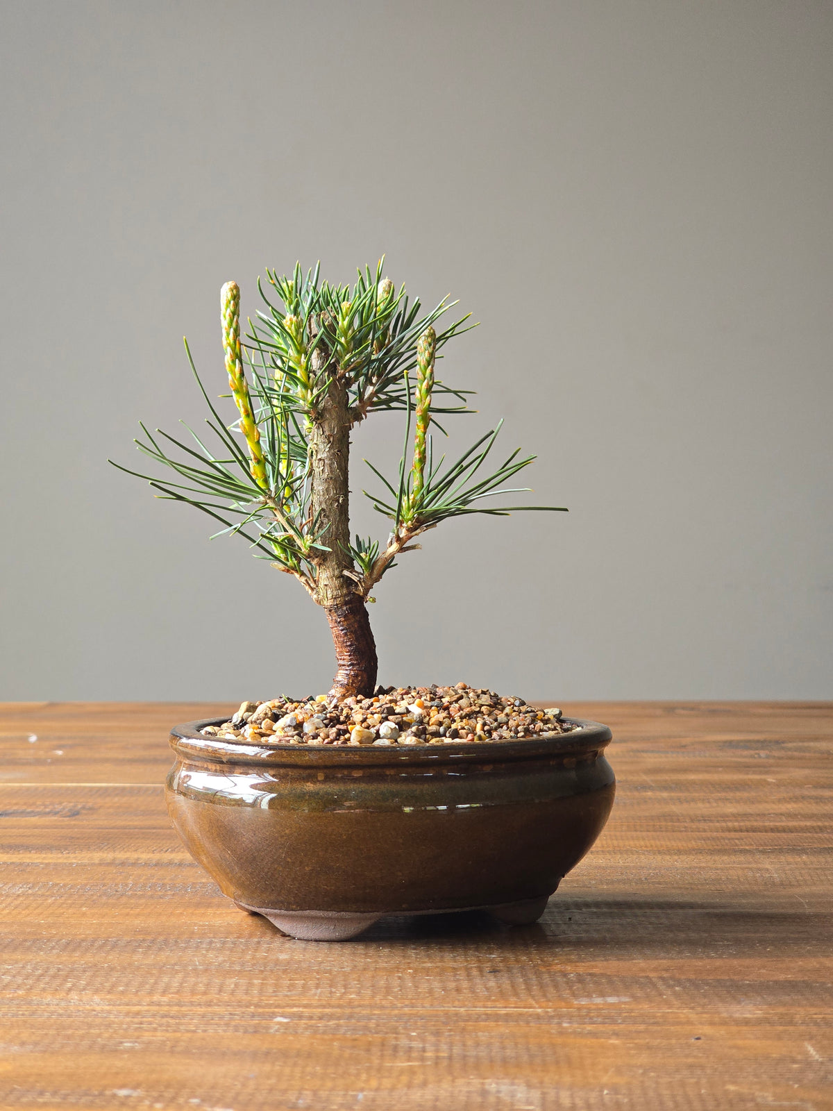 Japanese Black Pine Bonsai Starter