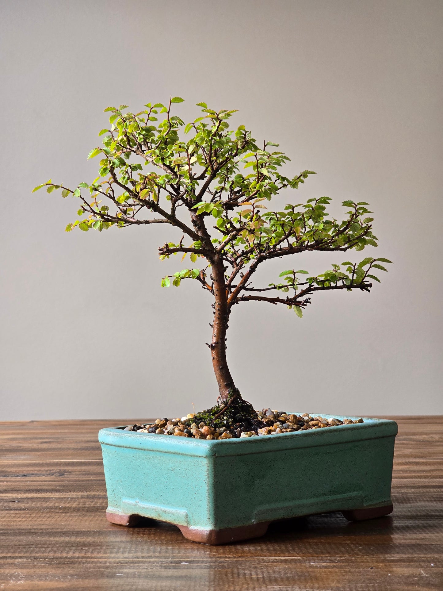 Chinese Elm Bonsai