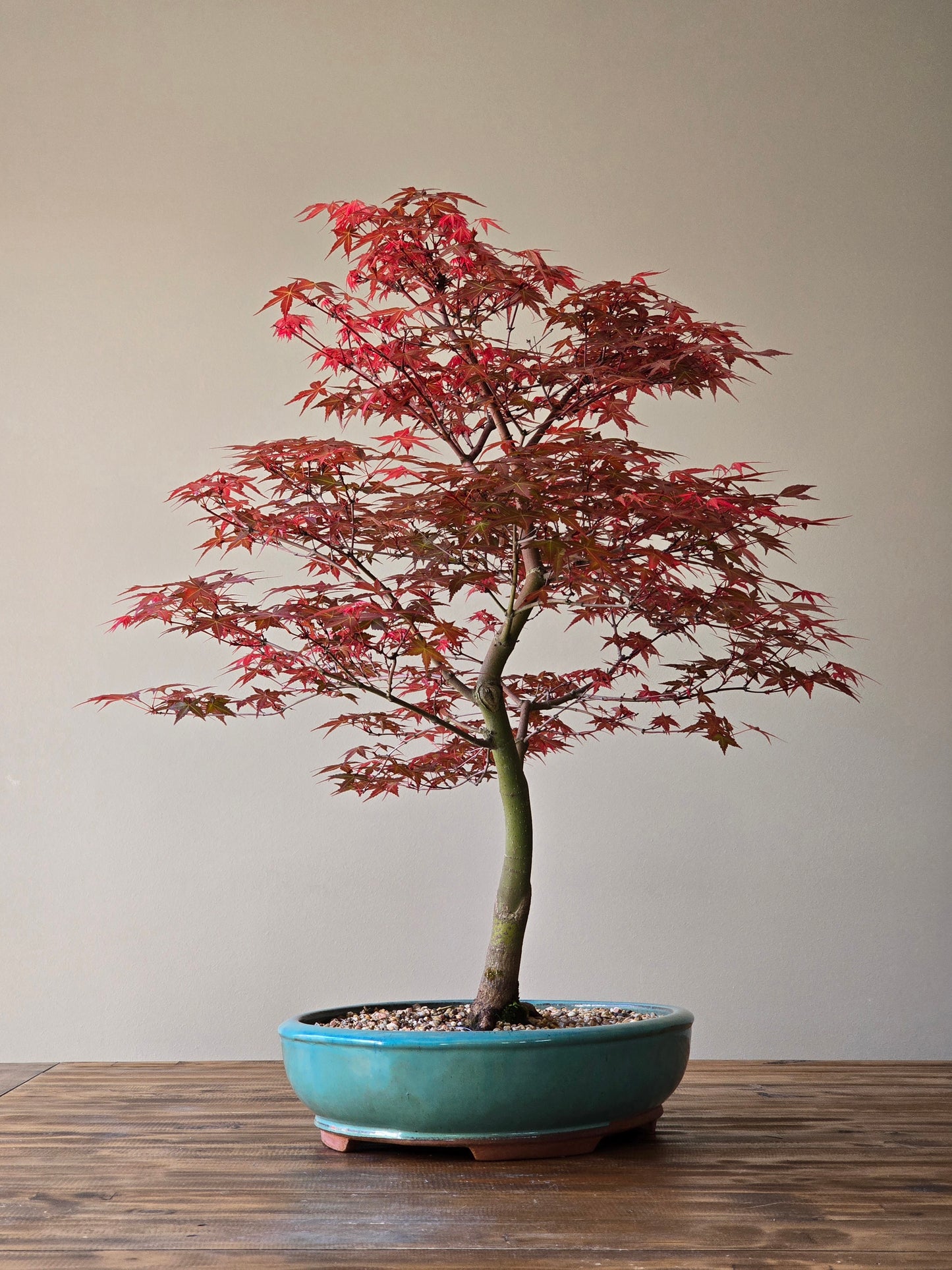 Large Shindeshojo (PICKUP ONLY, Layby Available)