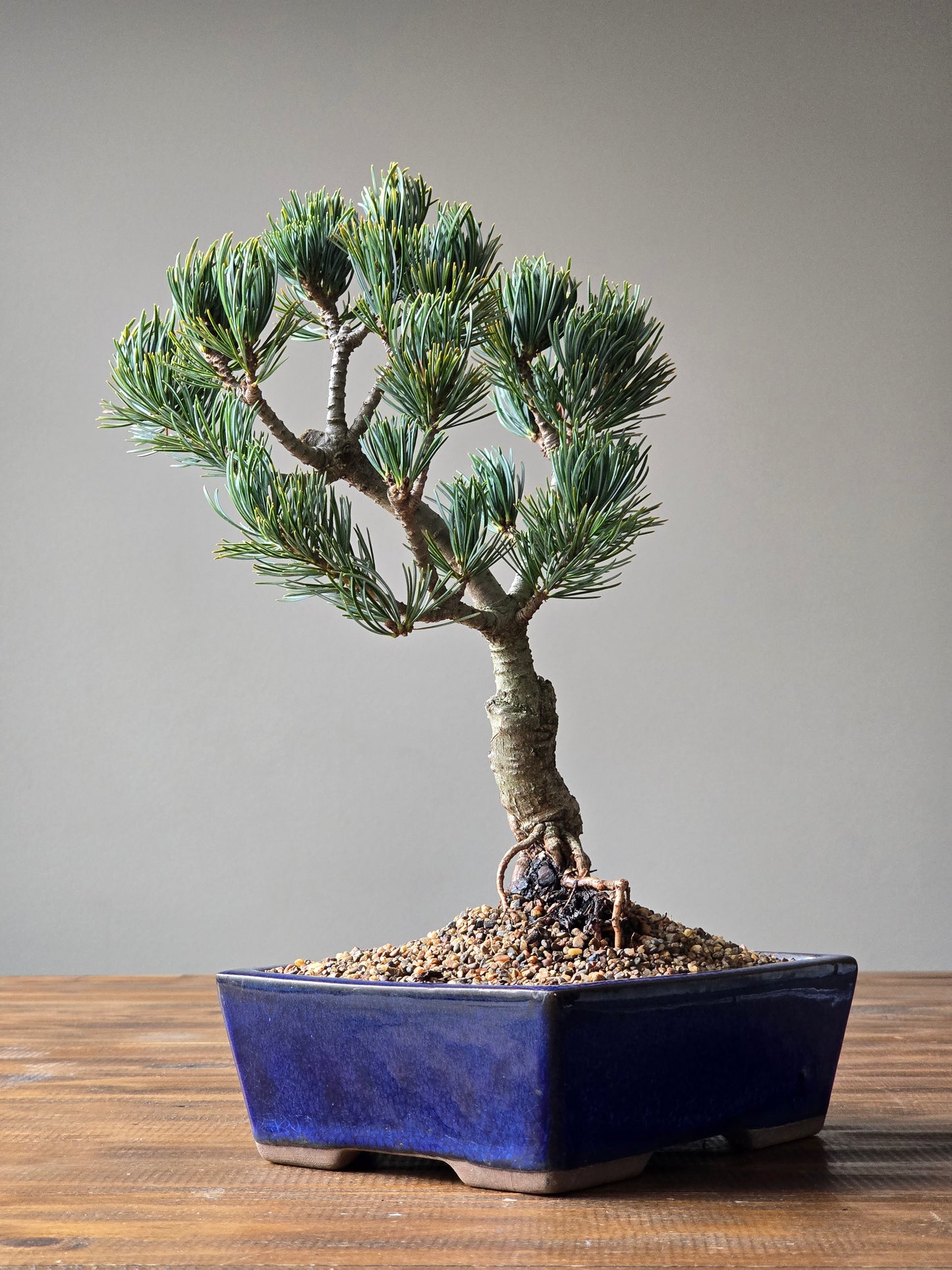 Japanese White Pine - FUKAI