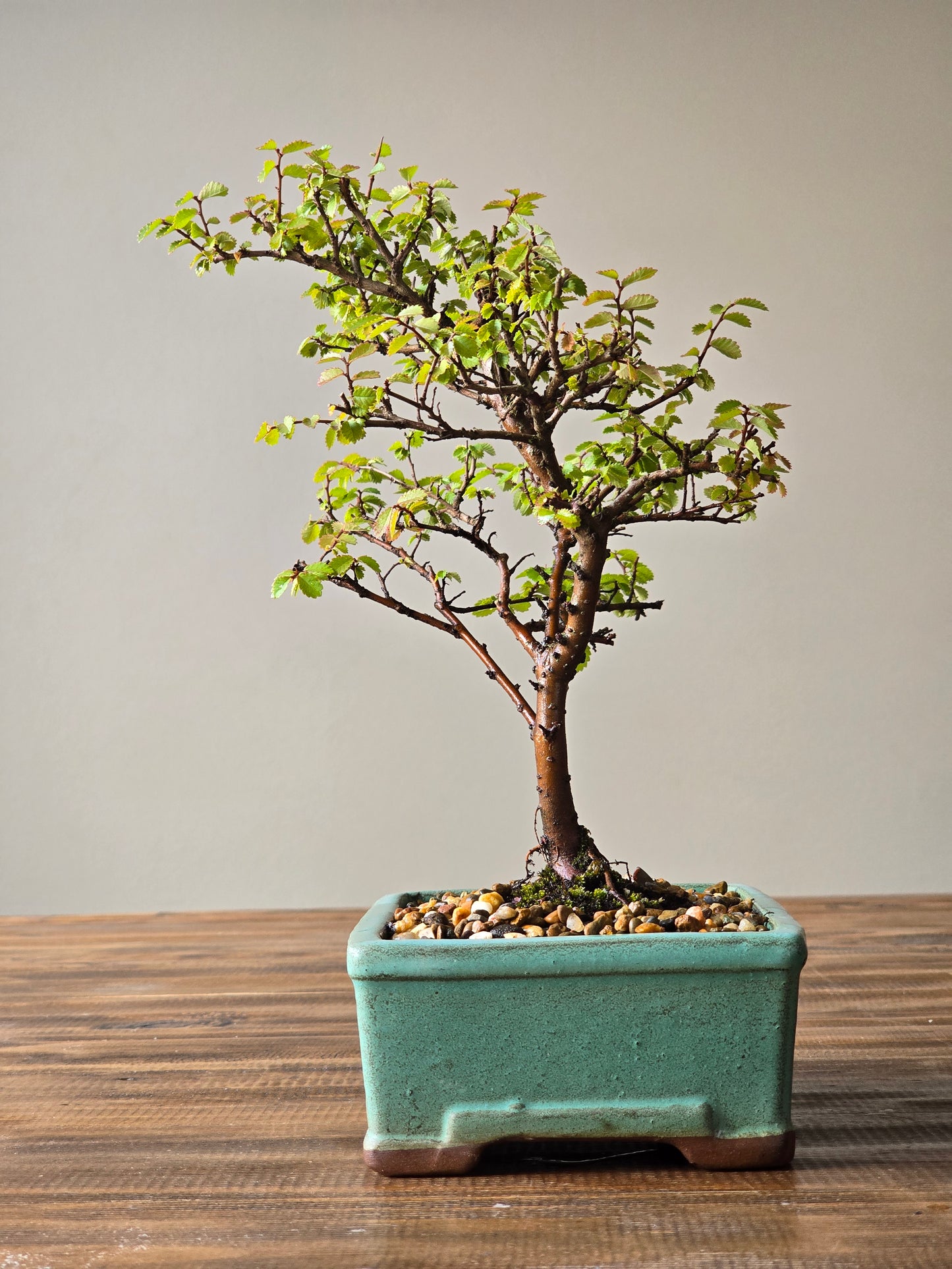 Chinese Elm Bonsai