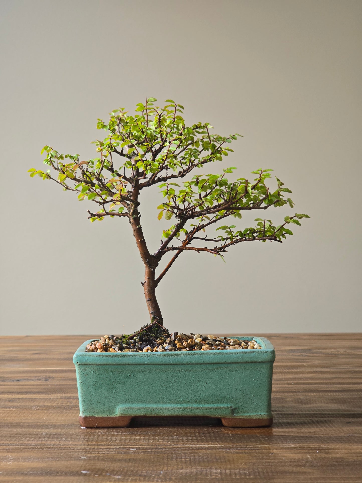 Chinese Elm Bonsai