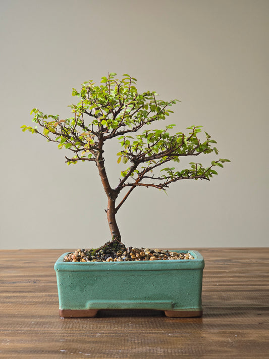 Chinese Elm Bonsai