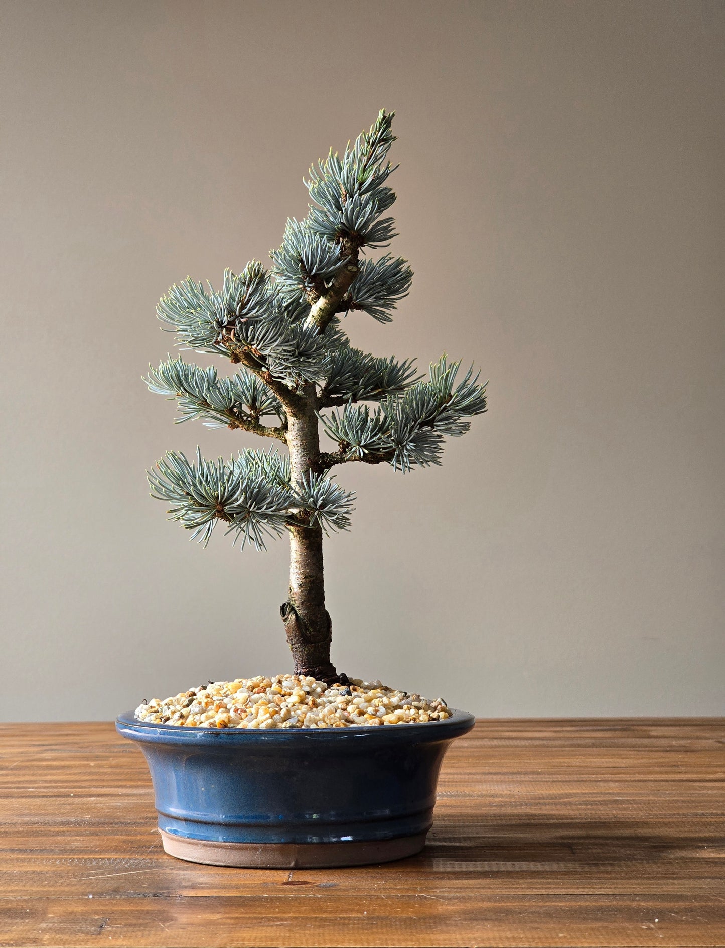 Atlantic Blue Cedar Bonsai #01
