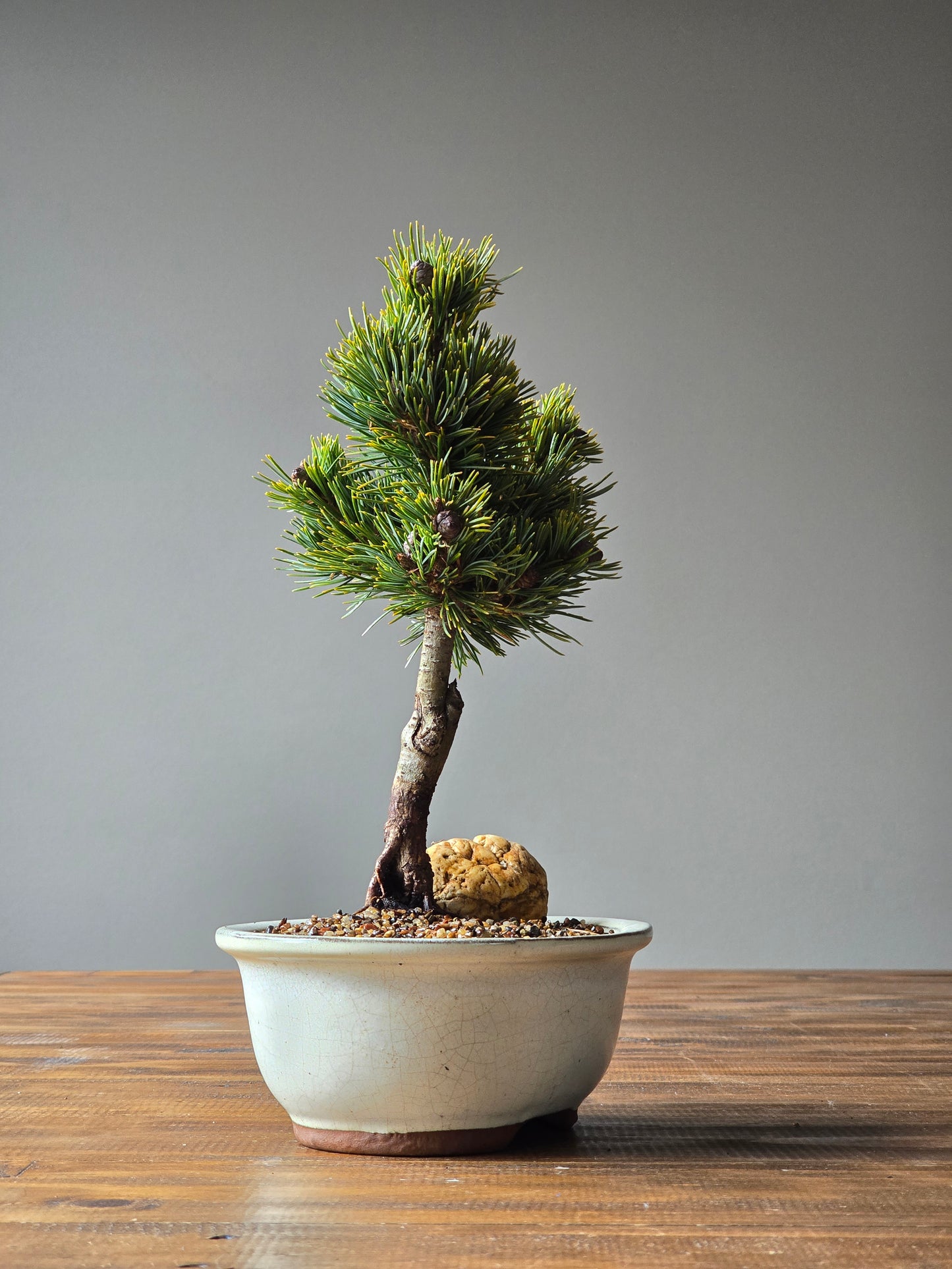 Japanese White Pine - Hagoromo #03
