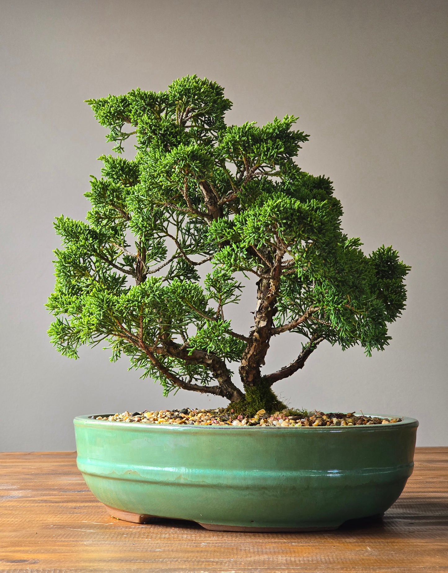 Advanced Twin Trunk Shimpaku Juniper Bonsai (PICKUP ONLY)