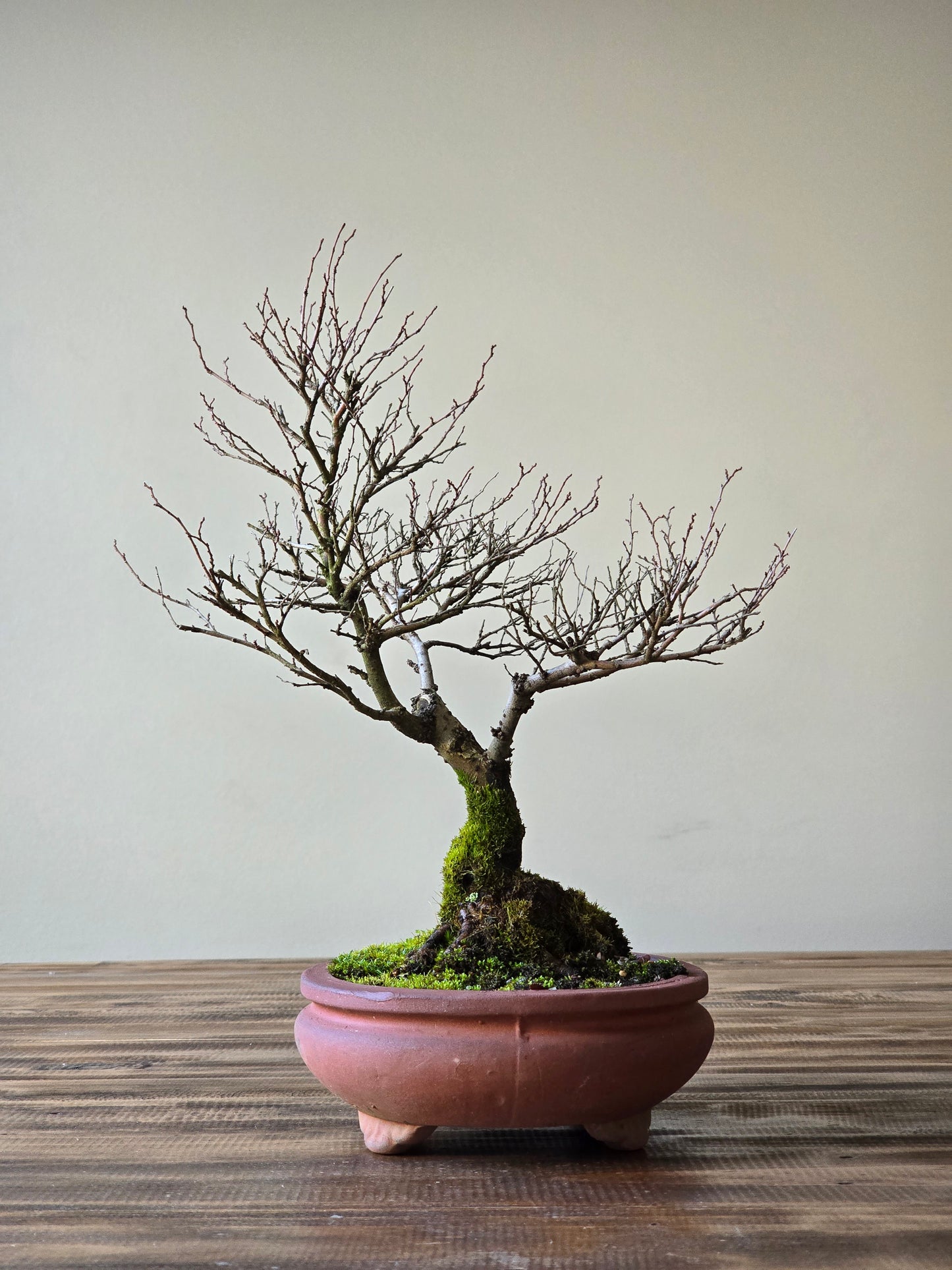Chinese Elm Bonsai