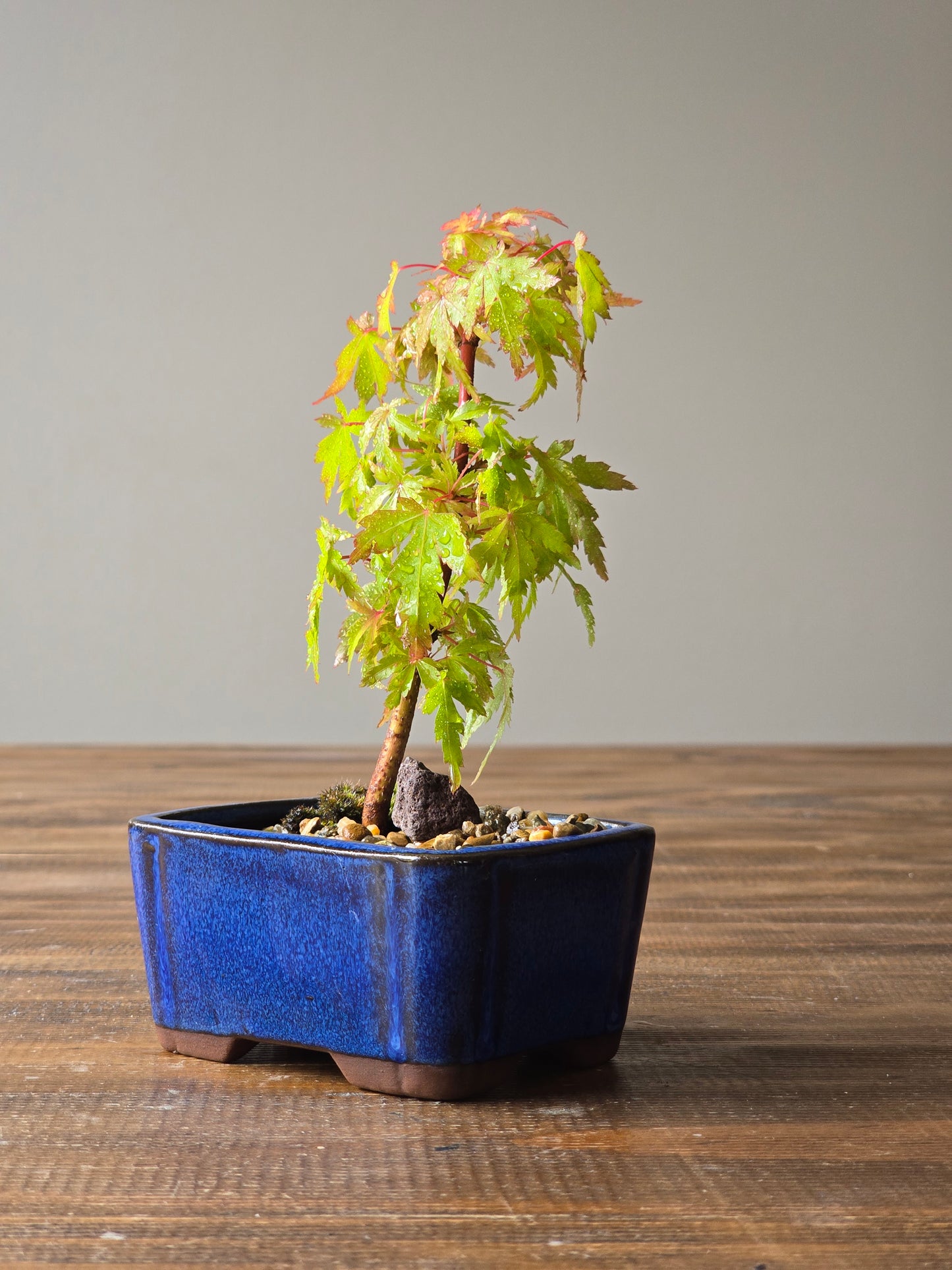 Mame Coral Bark Japanese Maple