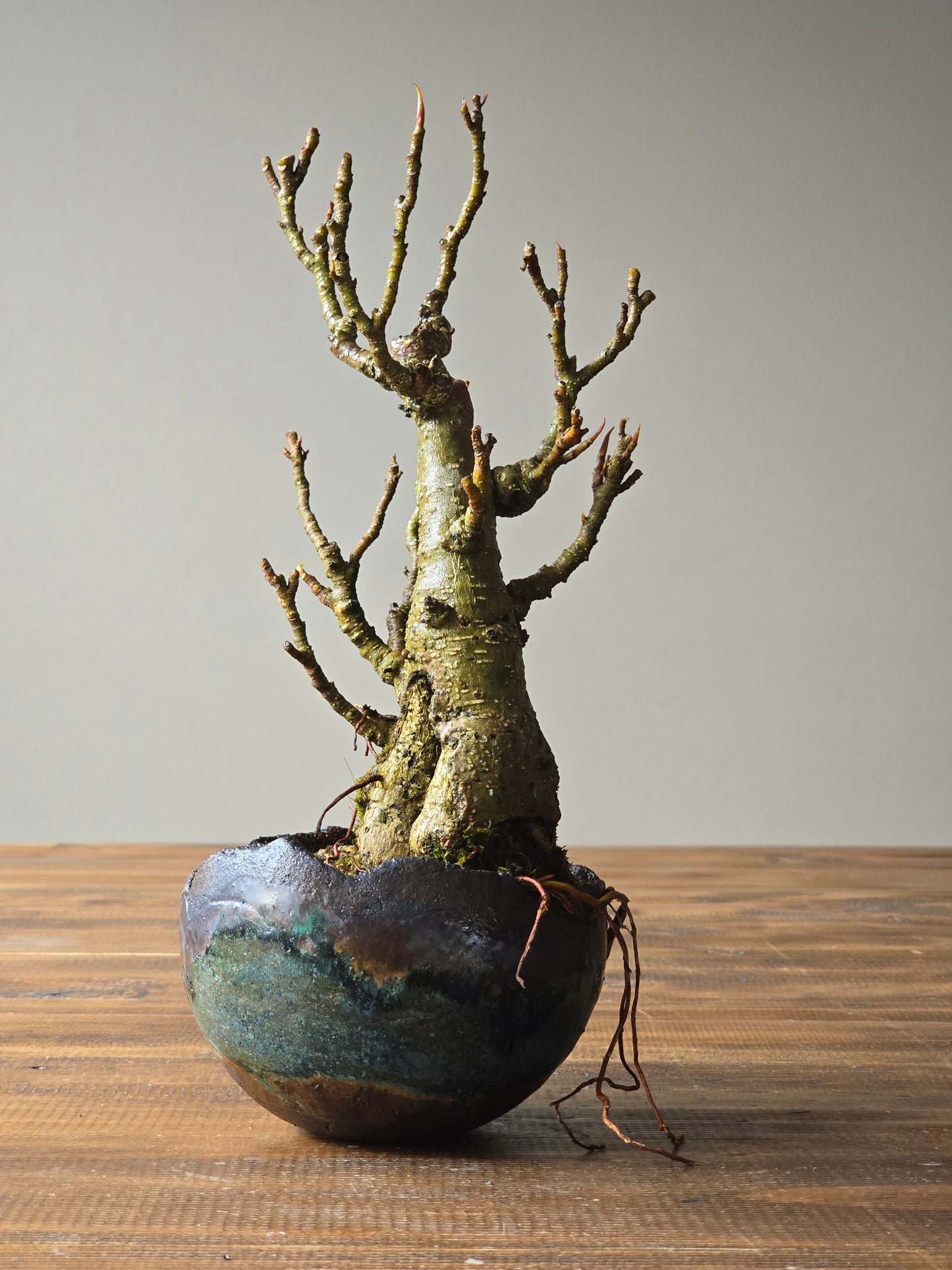 Advanced Ficus Rubiginosa (Port Jackson Fig) Bonsai in handmade pot