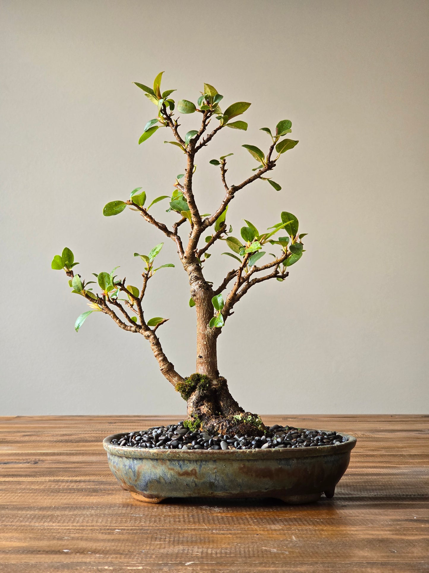 Advanced Ficus Rubiginosa (Port Jackson Fig) Bonsai in handmade pot