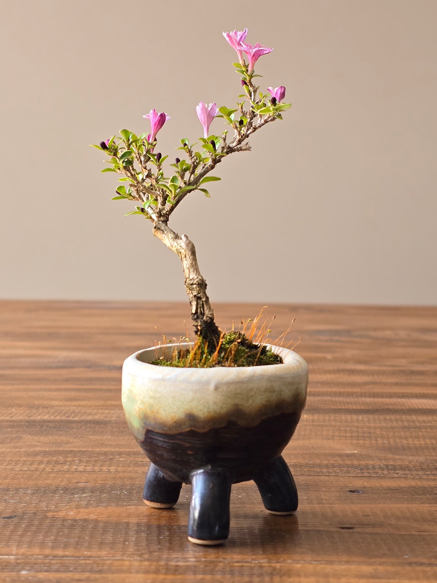 Mame Serissa Bonsai