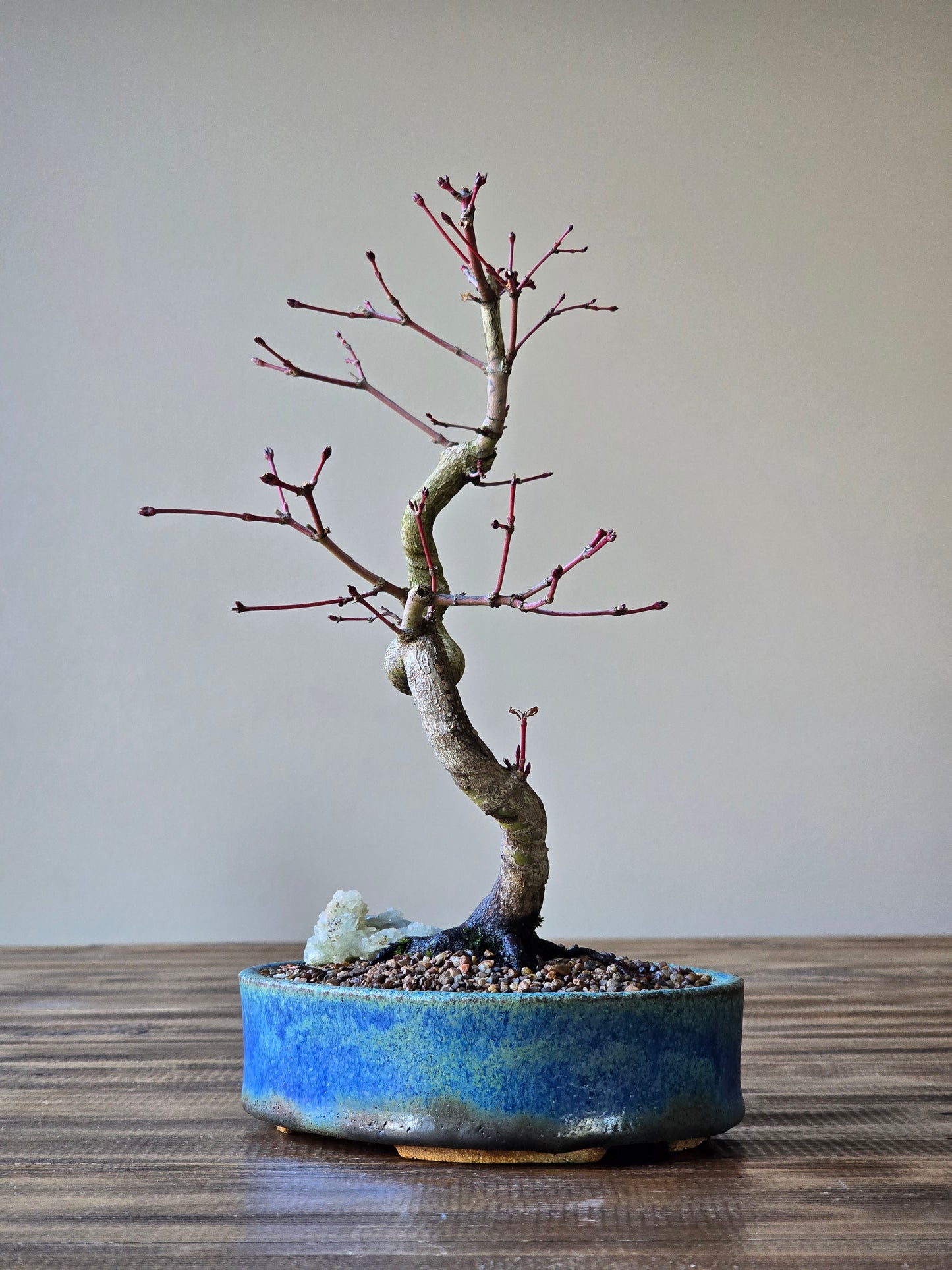 Coral Bark Japanese Maple with handmade pot