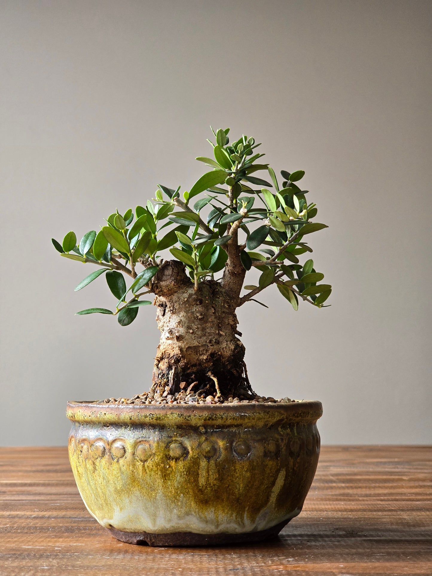 Olive Bonsai in Handmade Pot