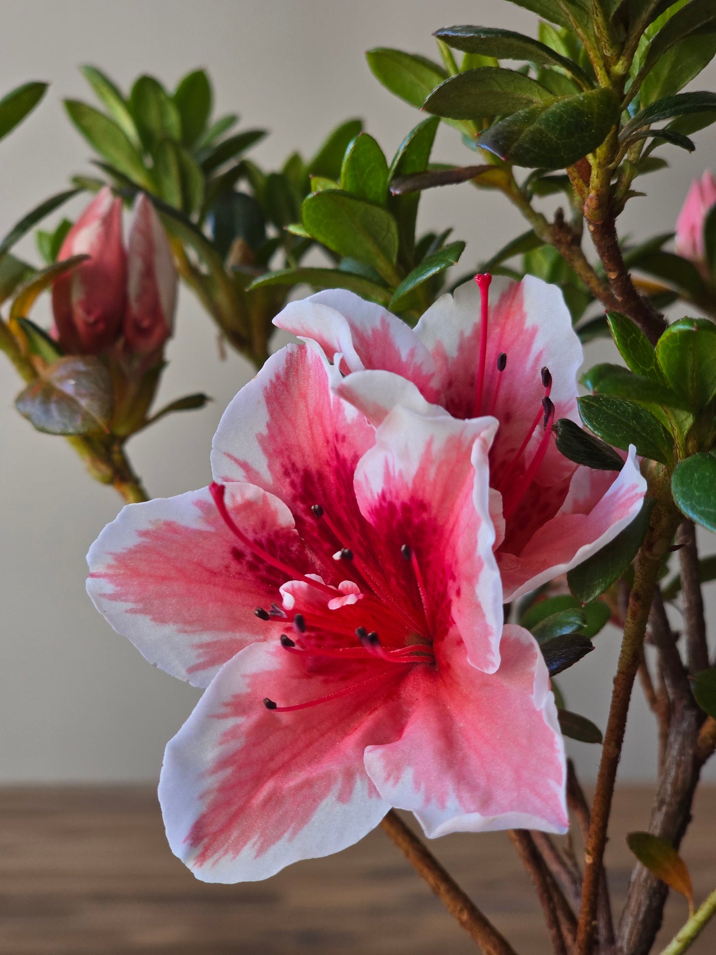 Azalea Bonsai Starter
