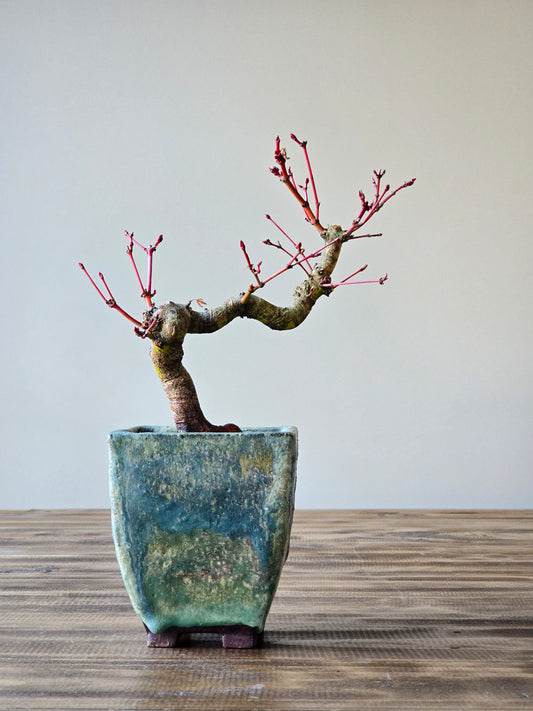 Semi Cascade Coral Bark Japanese Maple with handmade pot