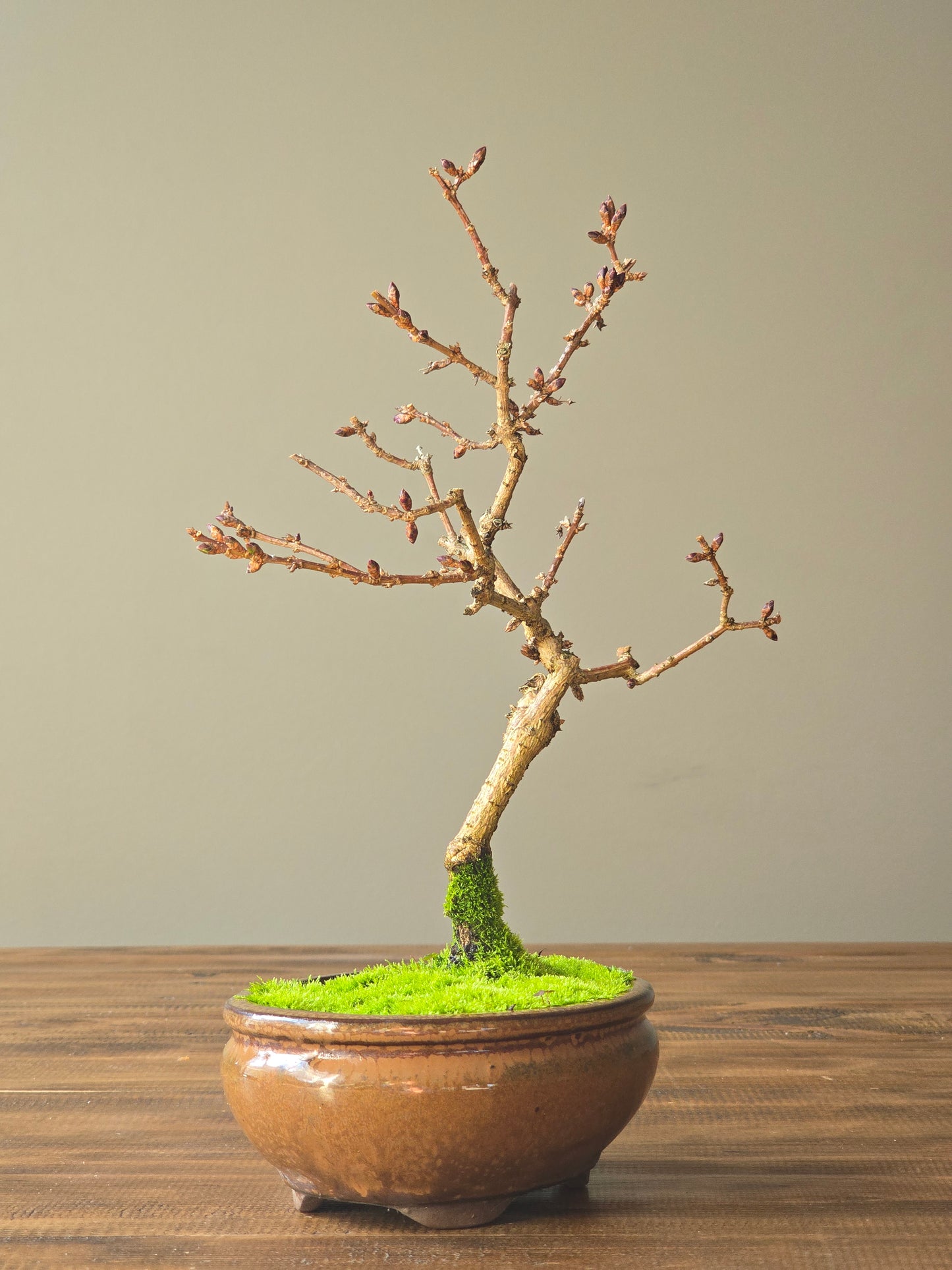 Forsythia Bonsai