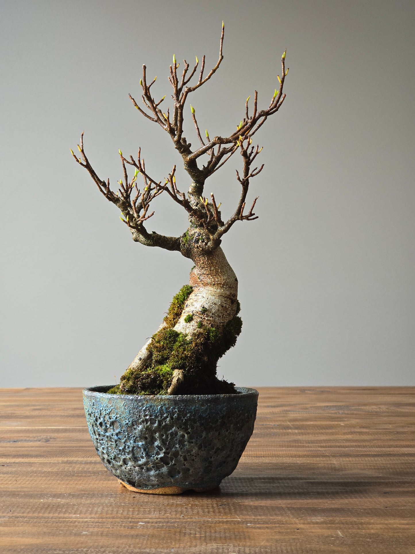 Advanced Ficus Rubiginosa (Port Jackson Fig) Bonsai in handmade pot