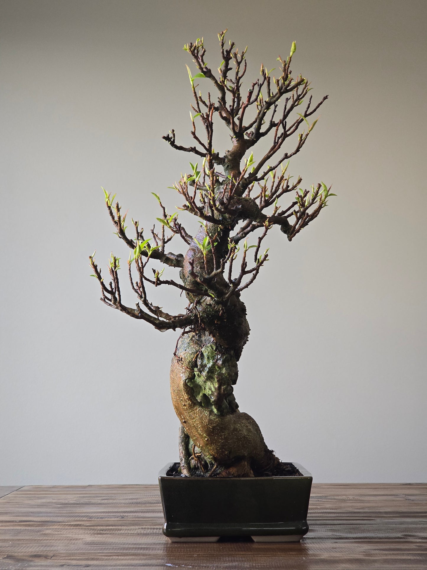 Root-Over-Rock Advanced Ficus Rubiginosa (Port Jackson Fig) Lay-by Available