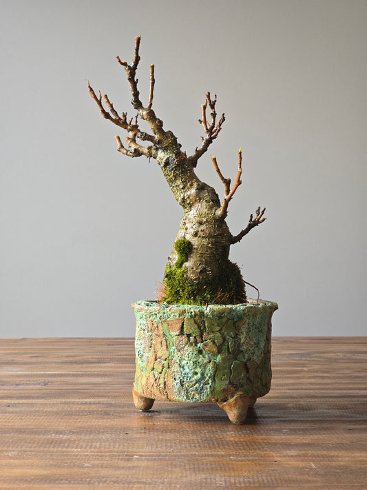 Ficus Rubiginosa (Port Jackson Fig)  Bonsai