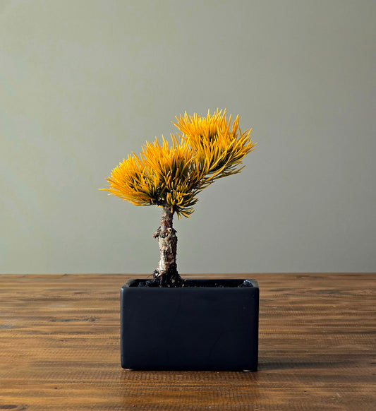 Mame Pinus Mugo - Winter Gold