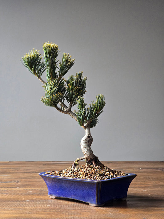 Japanese White Pine - FUKAI