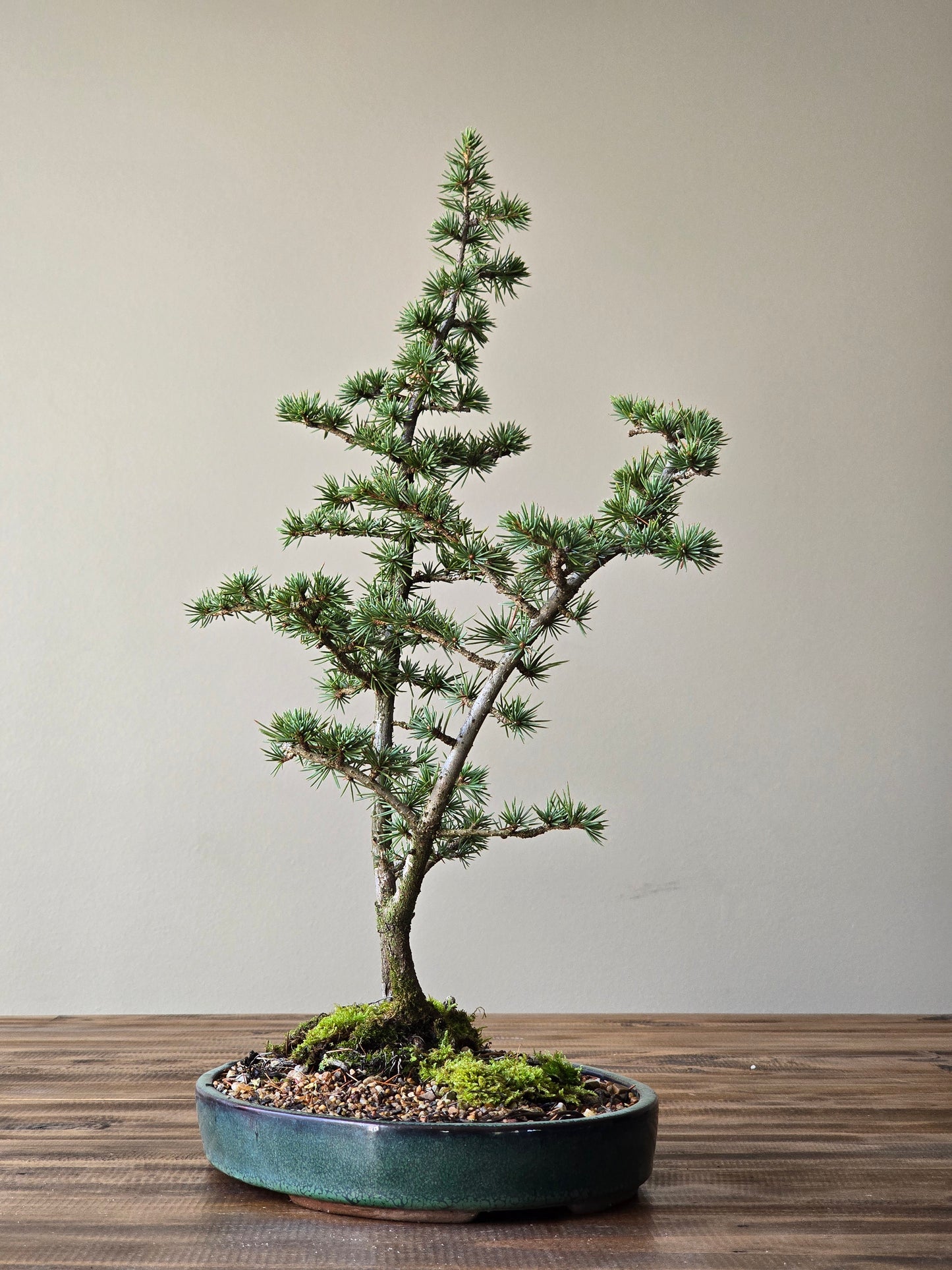 Cedar Bonsai, Cedrus Atlantica