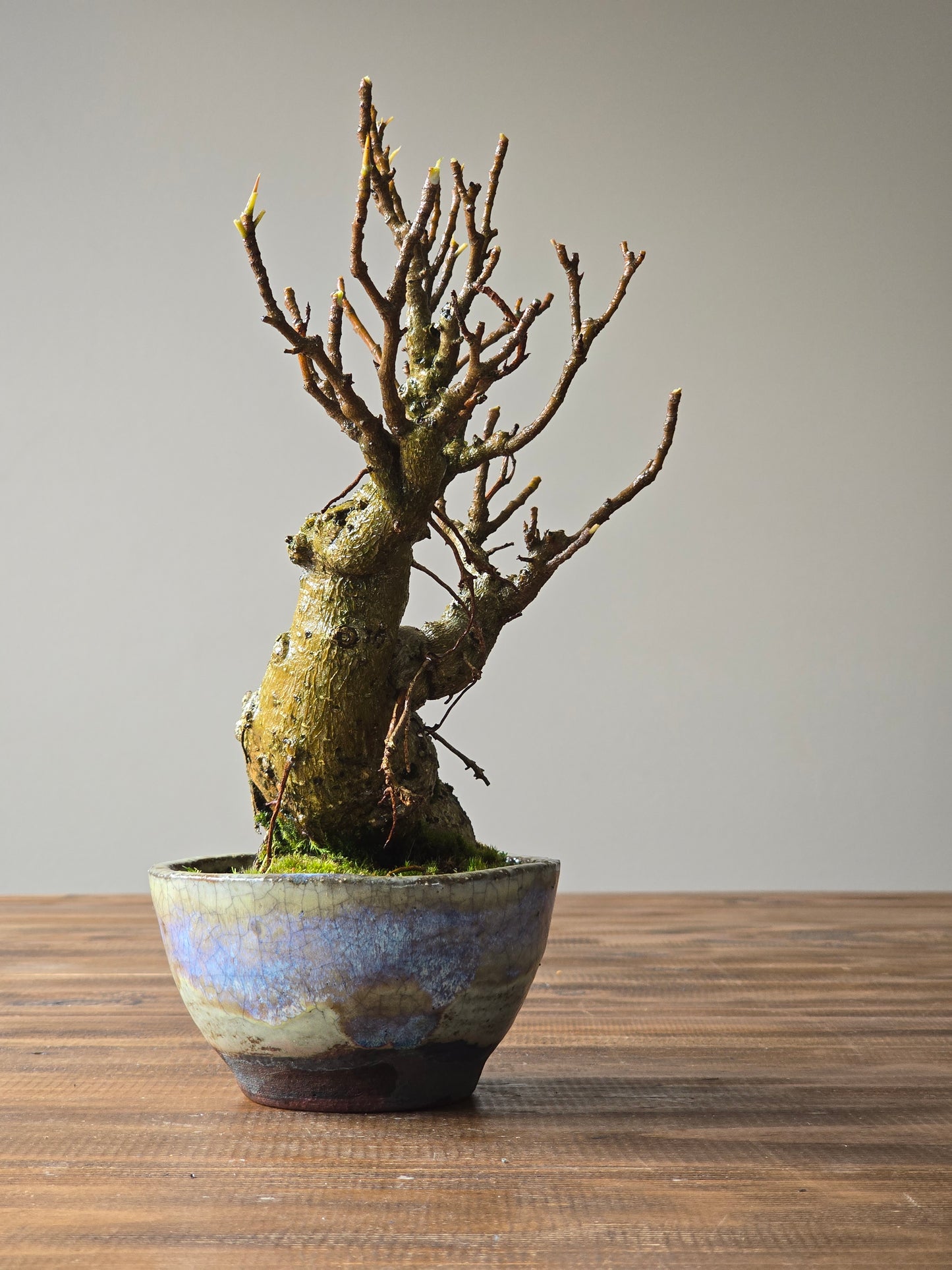 Advanced Ficus Rubiginosa (Port Jackson Fig) Bonsai in handmade pot