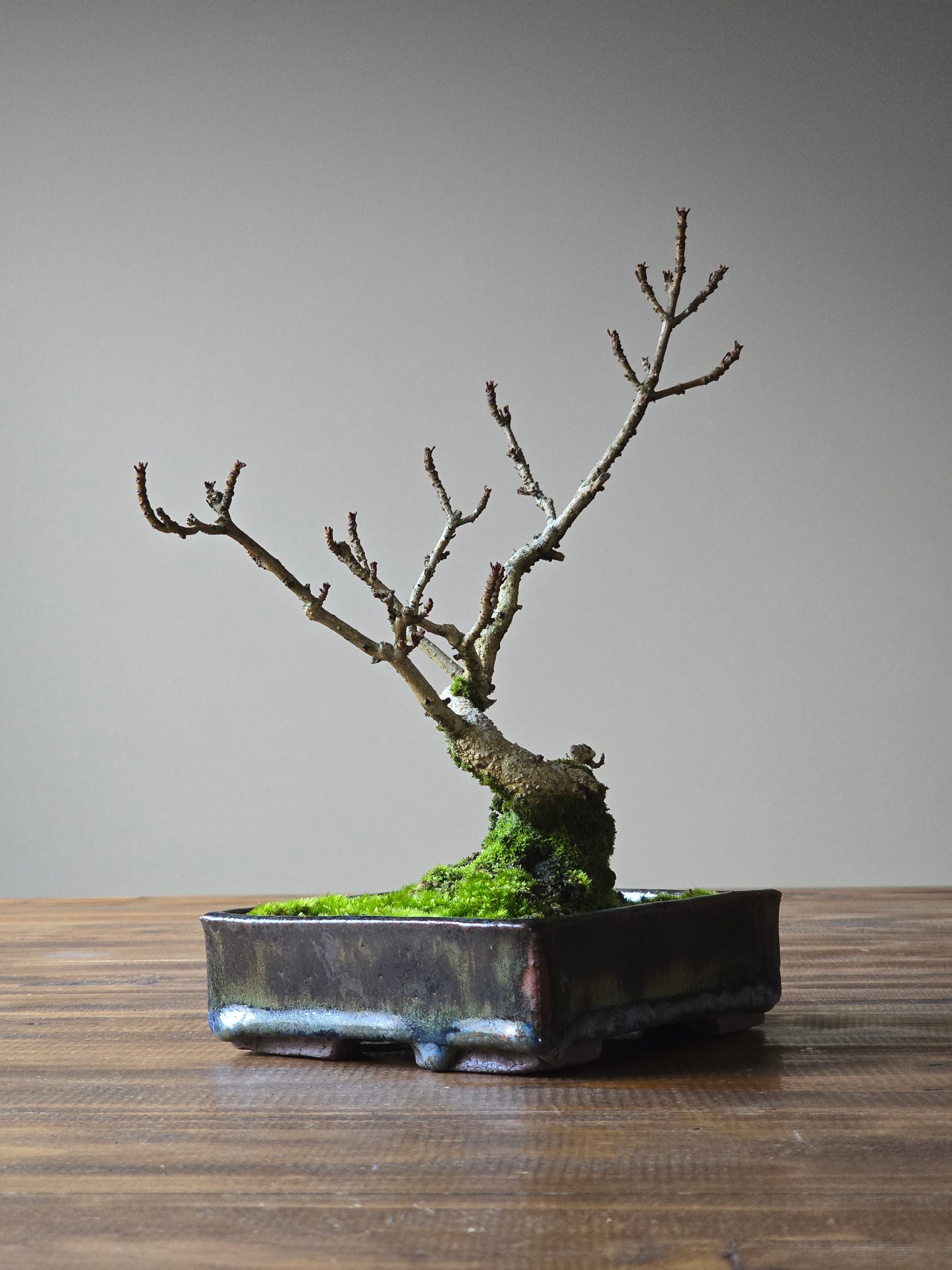 Desert Ash Bonsai, handmade pot