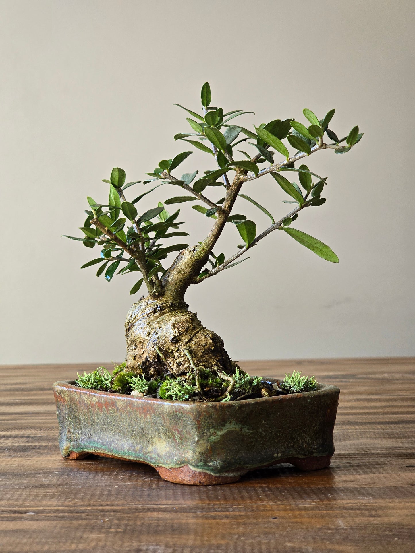 Olive Bonsai in Handmade Pot