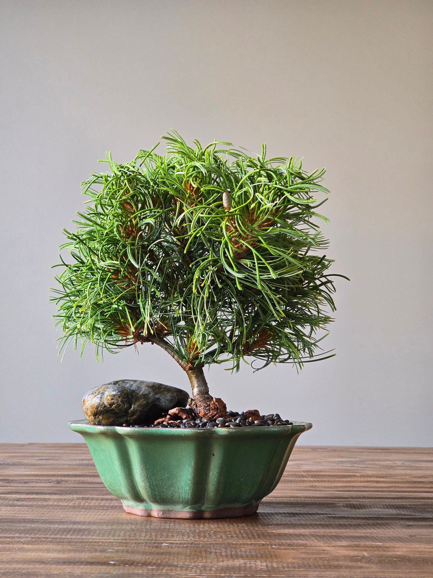 Green Twist, Pinus Strobus