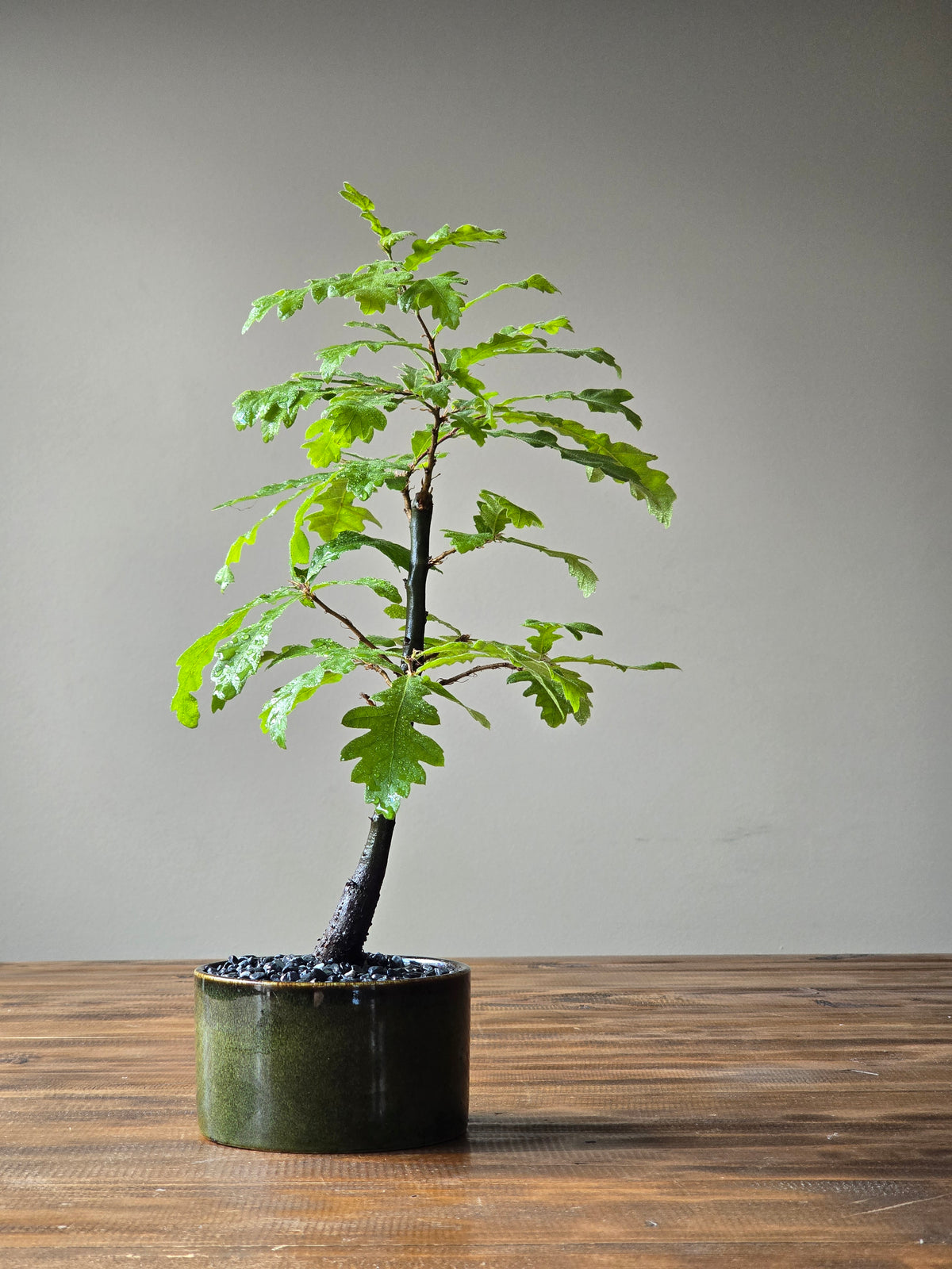 English Oak Bonsai