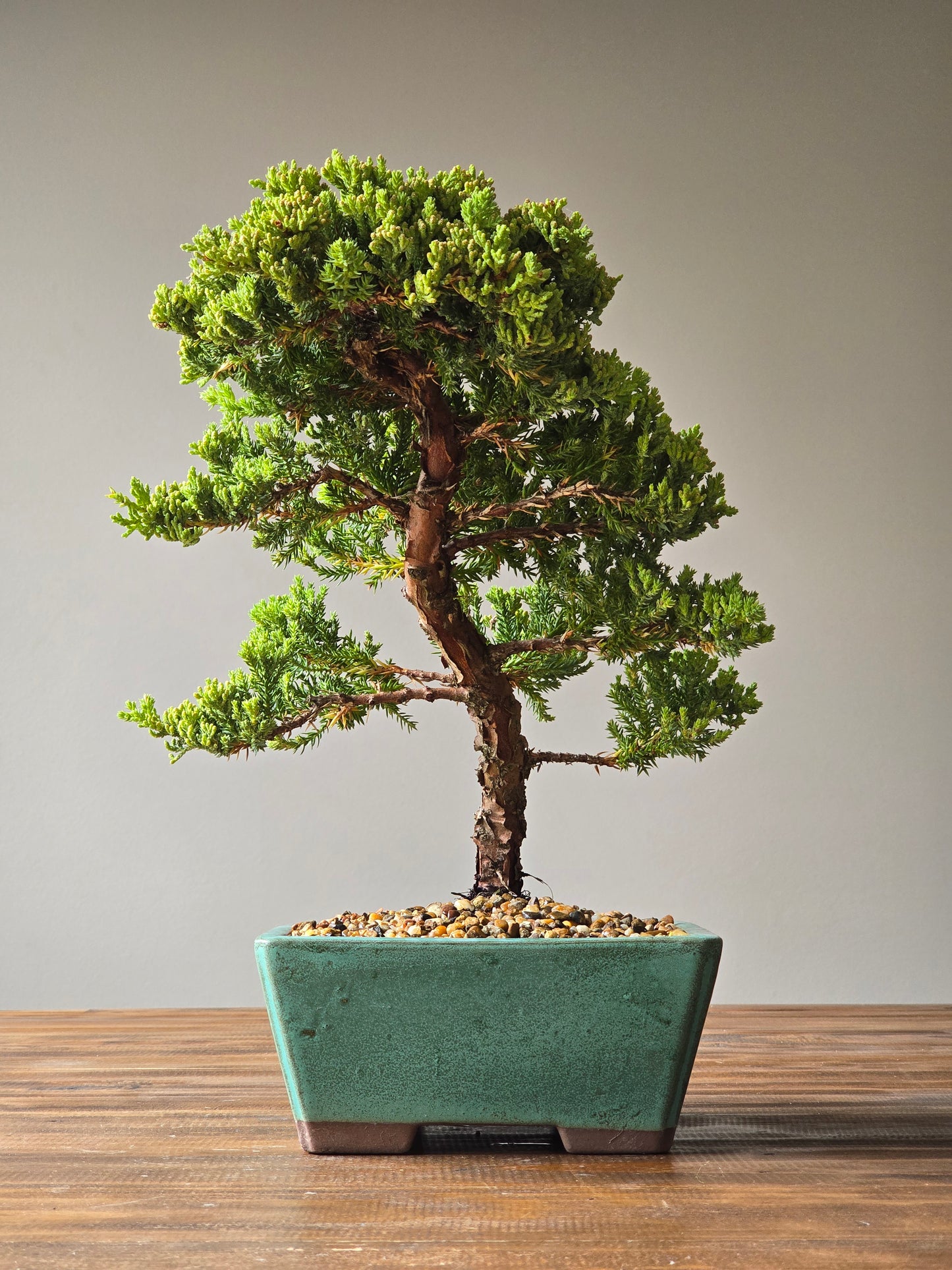 Large Juniper Bonsai