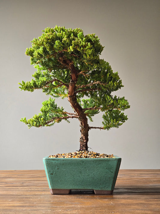 Large Juniper Bonsai