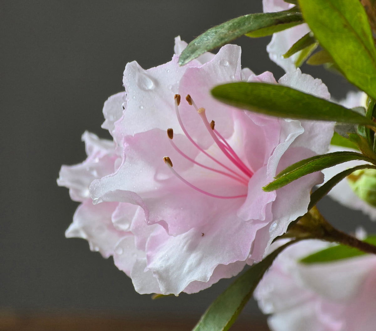 Azalea Bonsai