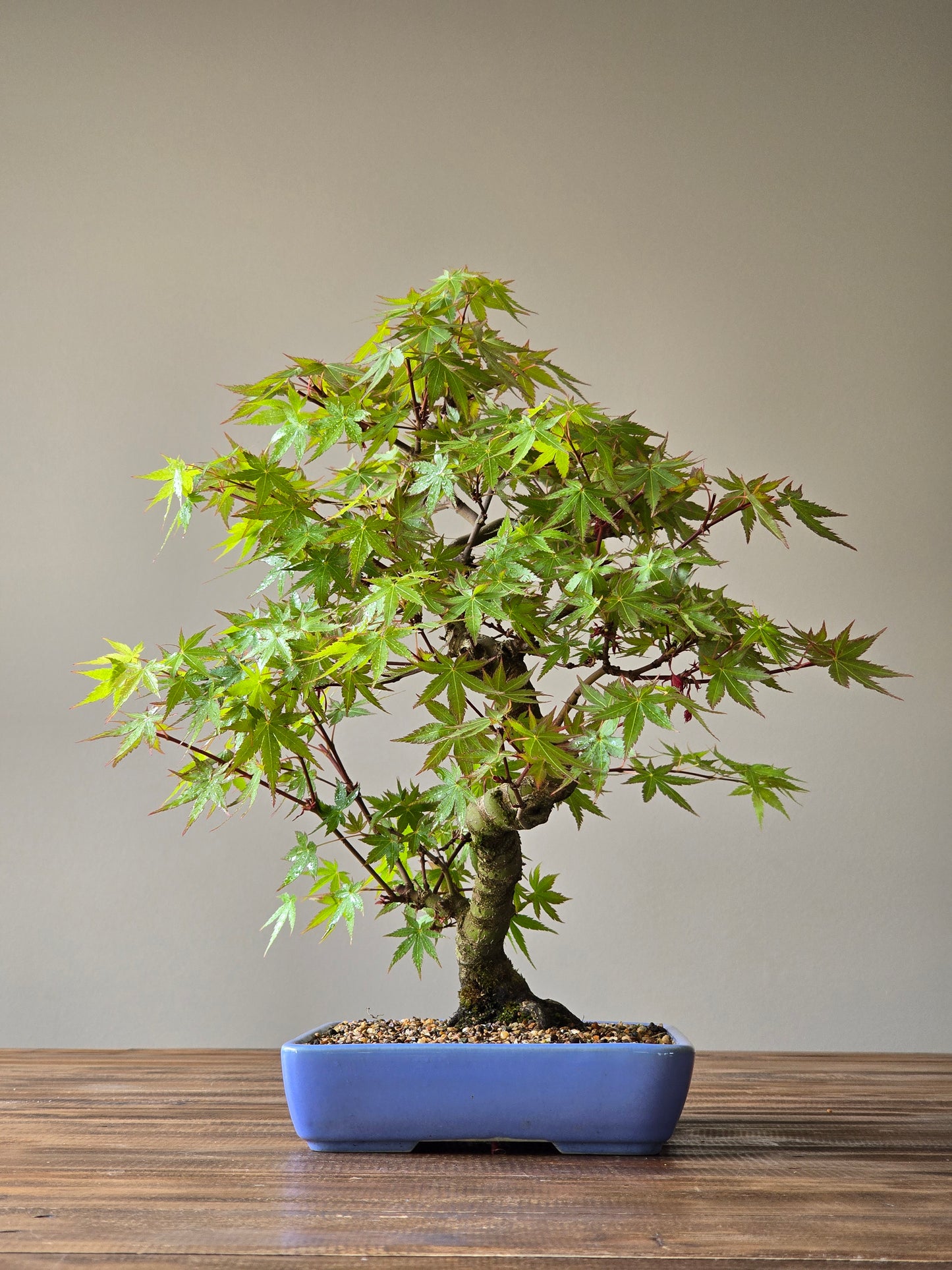 Advanced Japanese Maple Bonsai, Purple Shallow Pot (Lay-by Available)