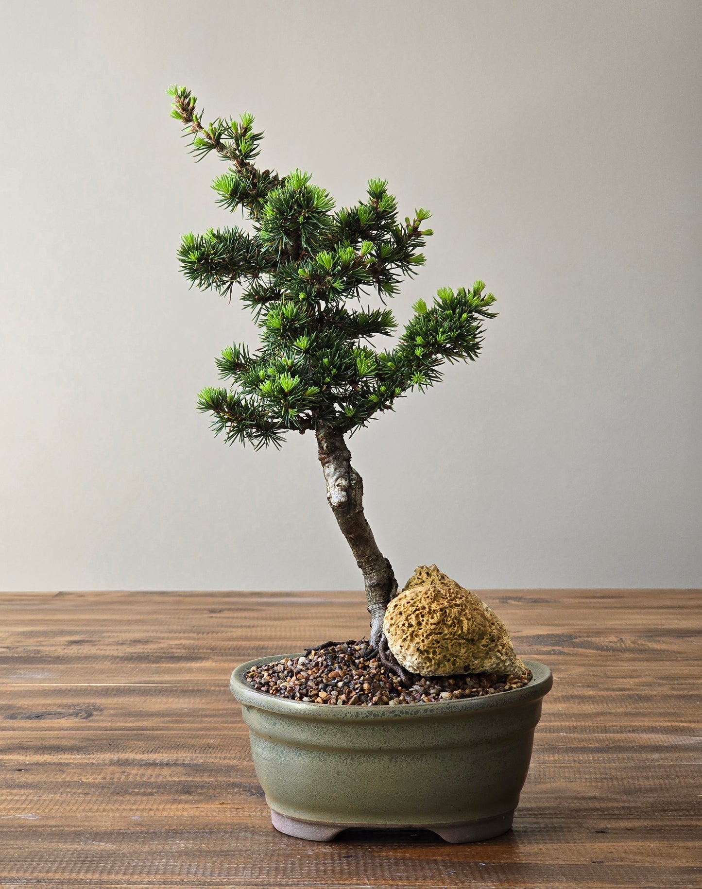 Cedrus Libani (Kenwith) Bonsai