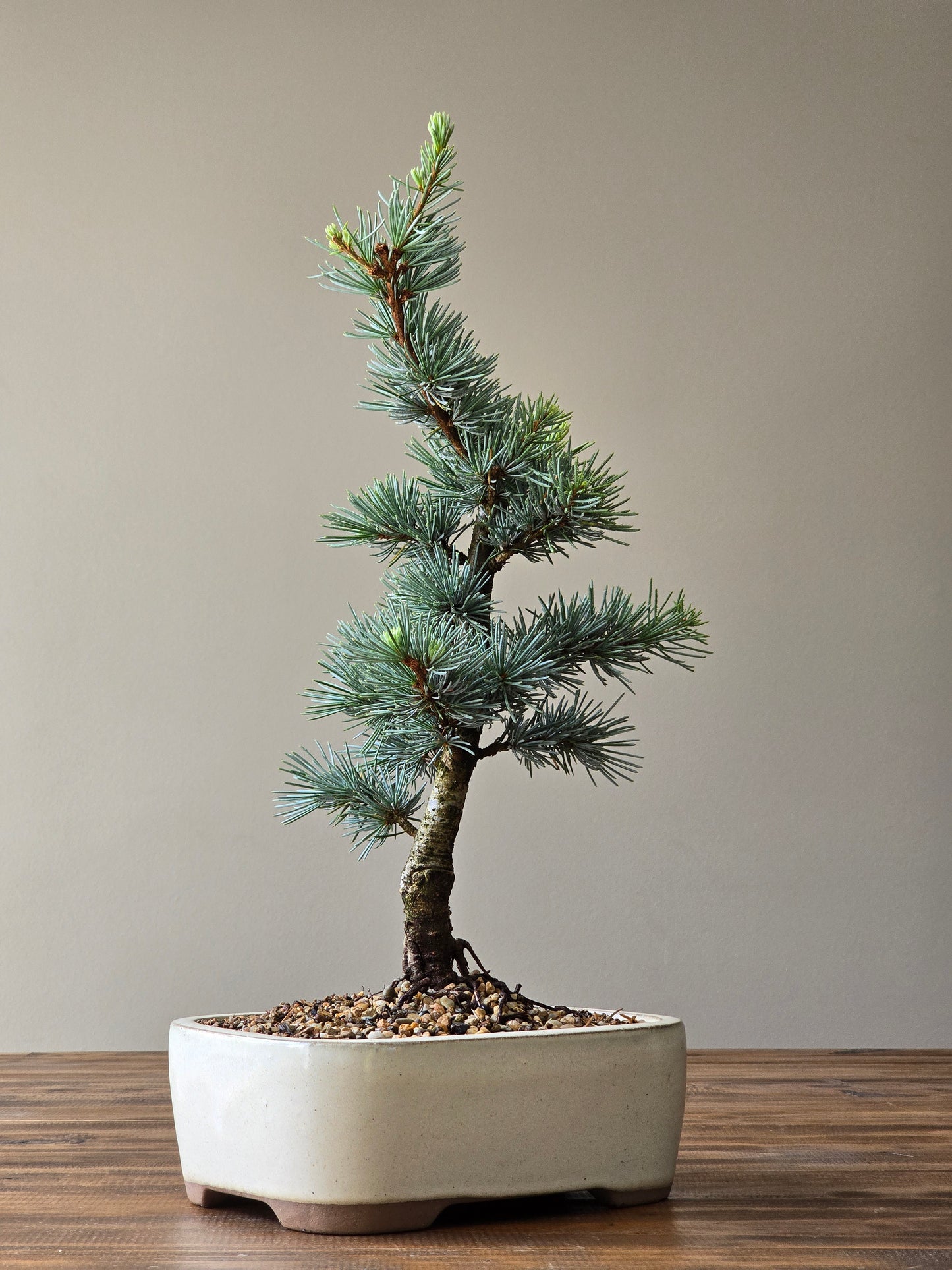 Large Atlantic Blue Cedar Bonsai