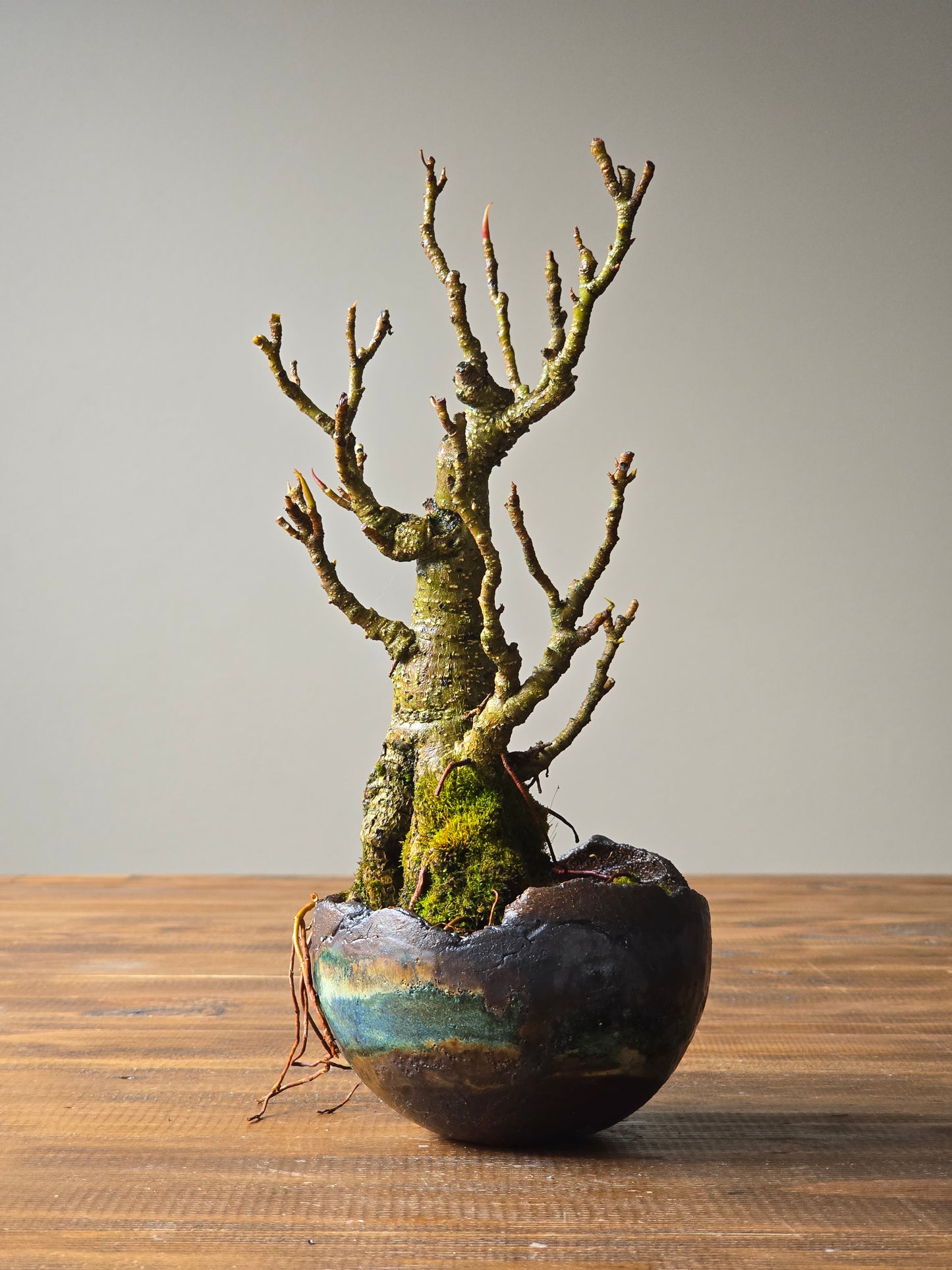 Advanced Ficus Rubiginosa (Port Jackson Fig) Bonsai in handmade pot