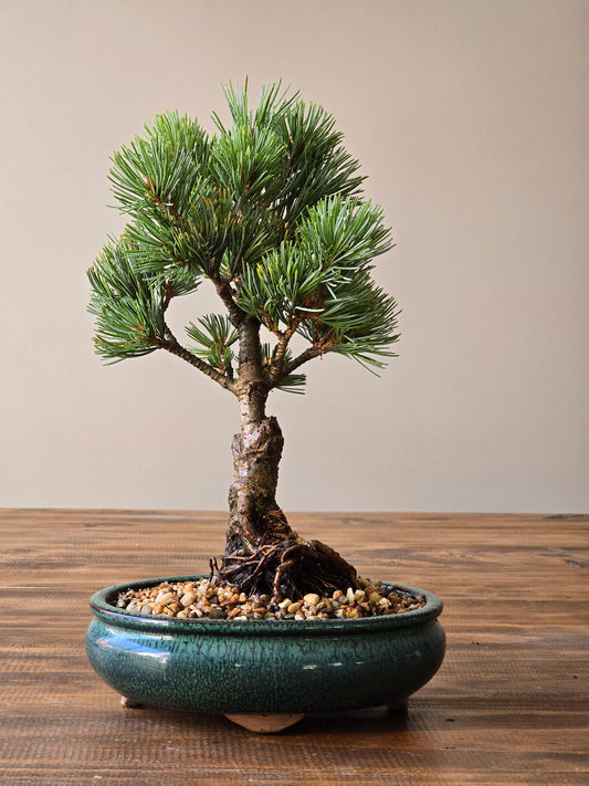 Japanese White Pine Bonsai