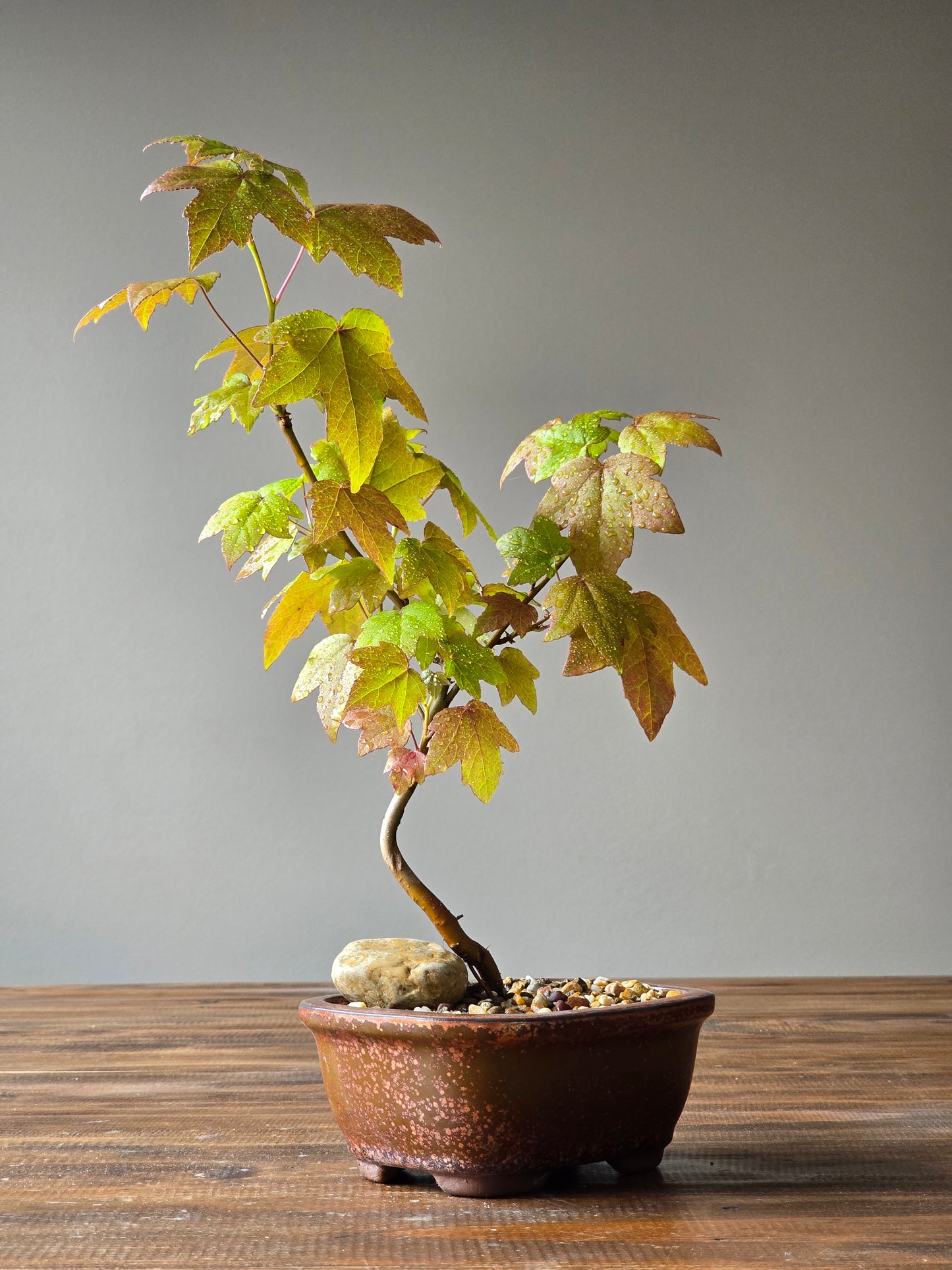 American Sweetgum Bonsai