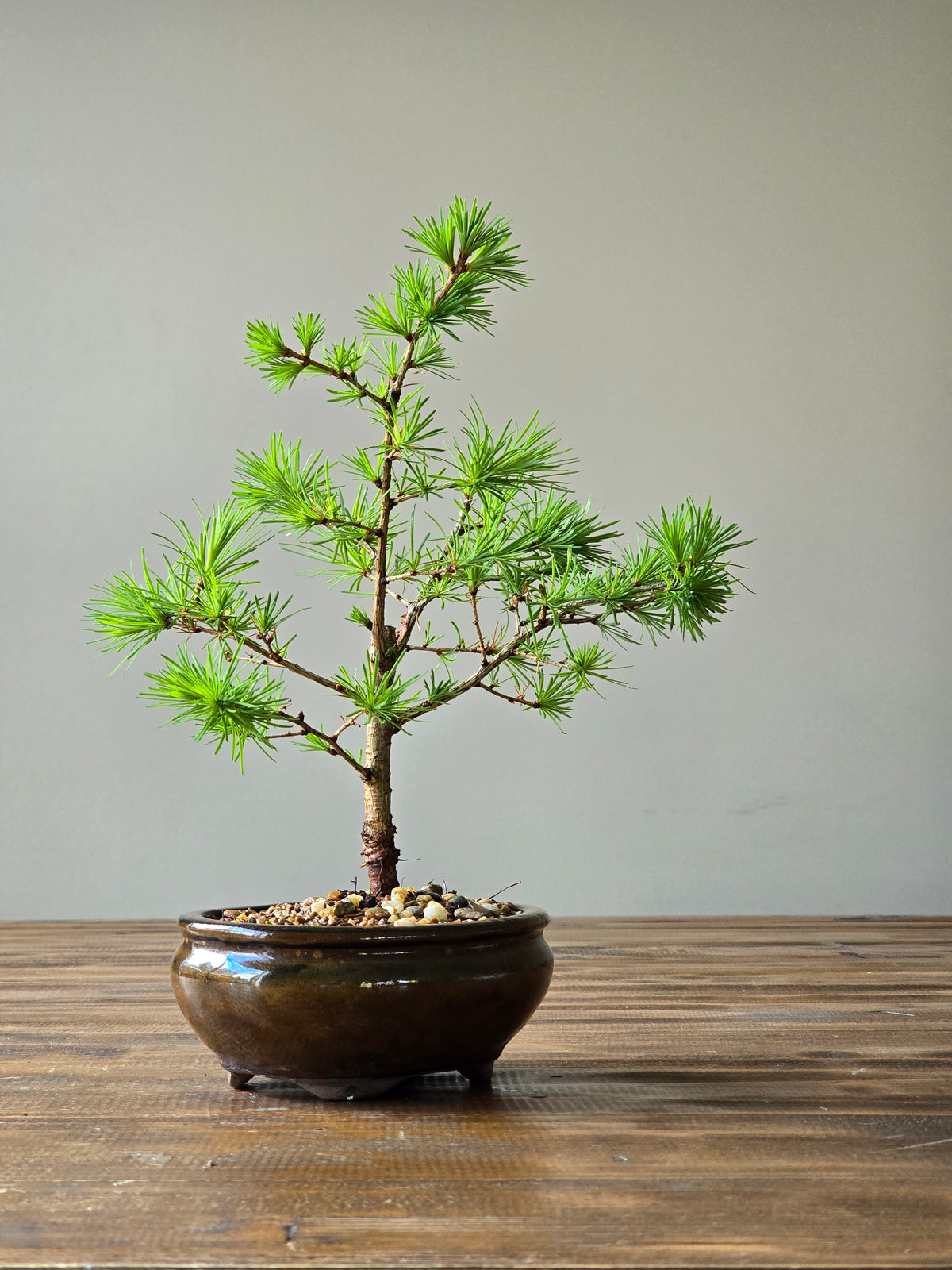 Japanese Larch Bonsai Starter
