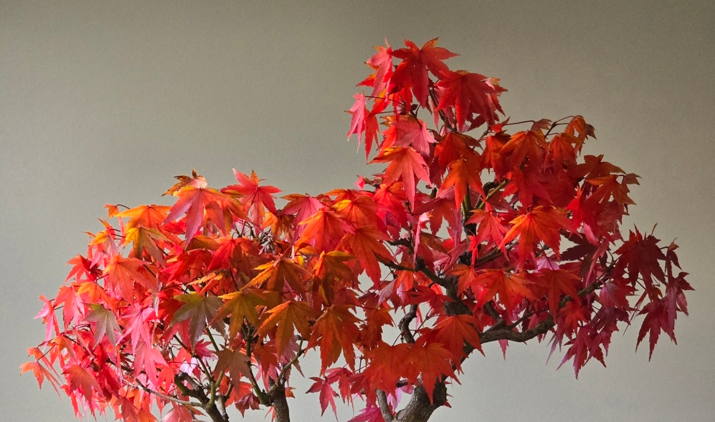Japanese Maple Bonsai