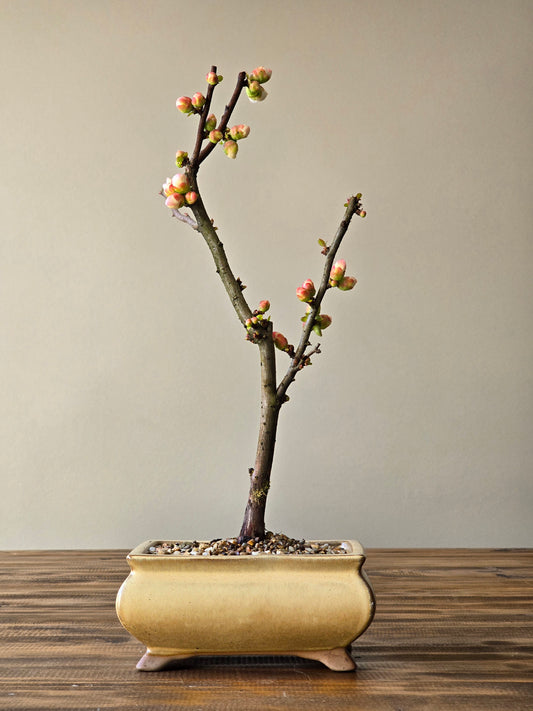 Quince Bonsai